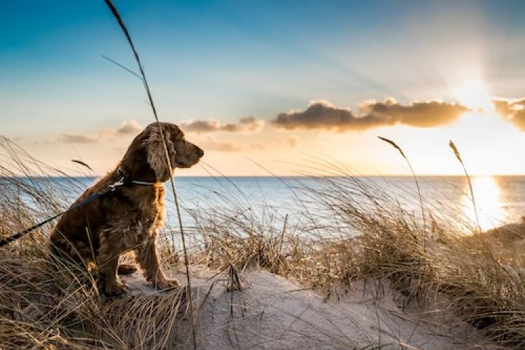 dog on beach